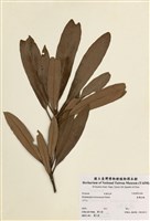 藏品(臺灣杜鵑)的圖片